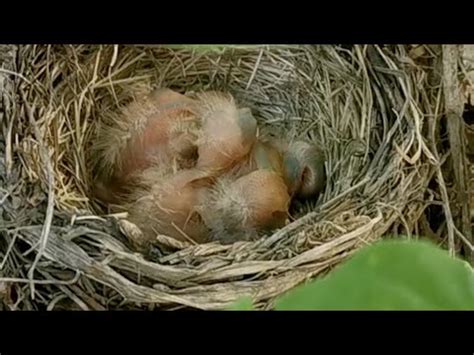 築巢 風水|鳥巢風水：居家好運密碼